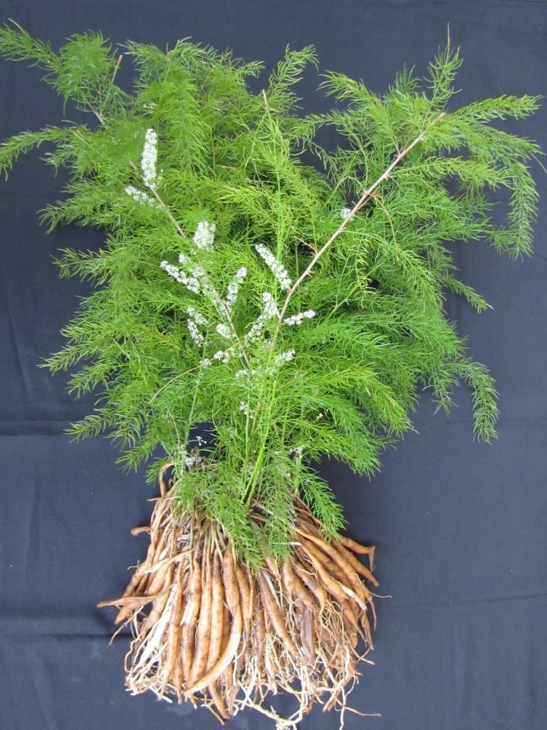 Green Shatavari Plant Seeds for Easy Herbal Planting