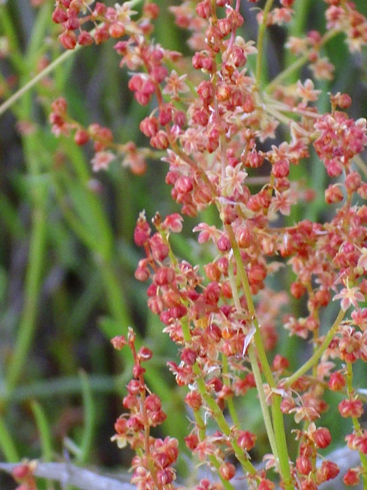 Sheep Sorrel Rumex Acetosella Red Field Sorrel Sour Weed Herb Flower Seeds  Organic Garden Seeds  Pure Asia Seeds