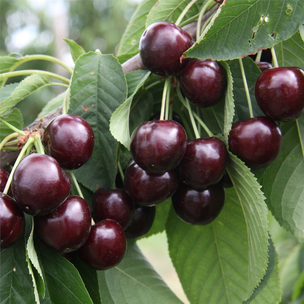 Semillas de cereza negra