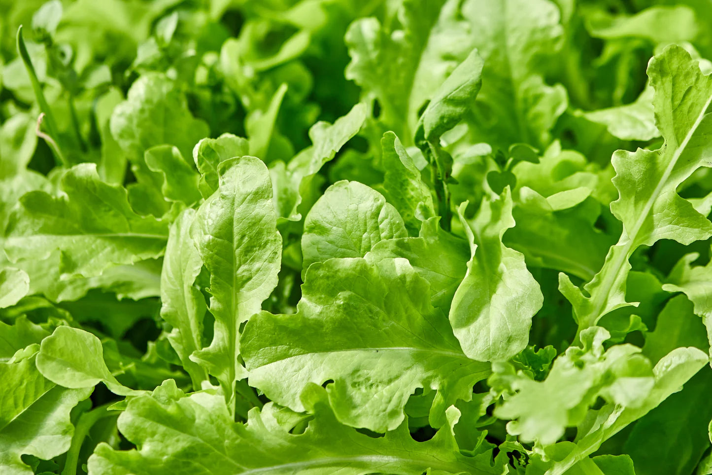Rucola-Salat-Gemüsesamen