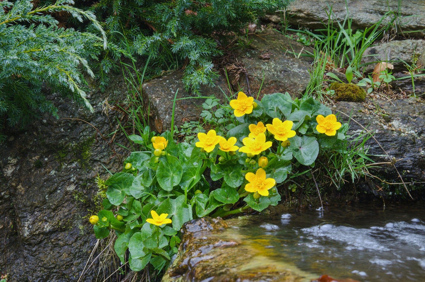 Swamp Marigold Flower Seeds