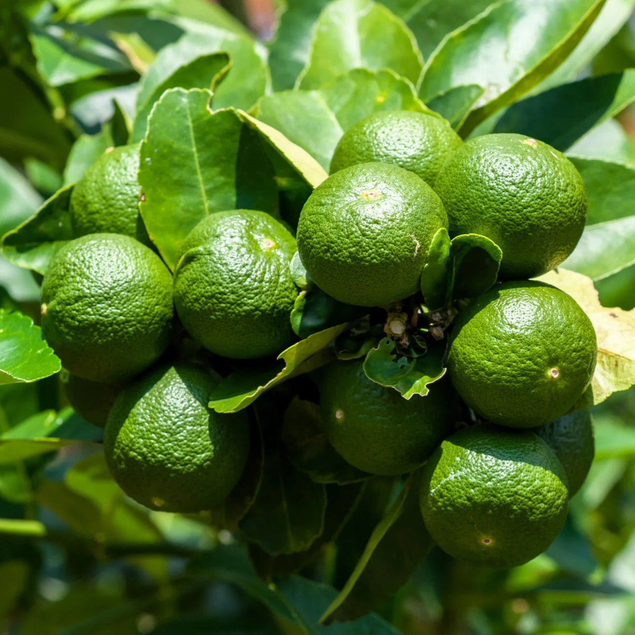 Semillas de fruta de lima