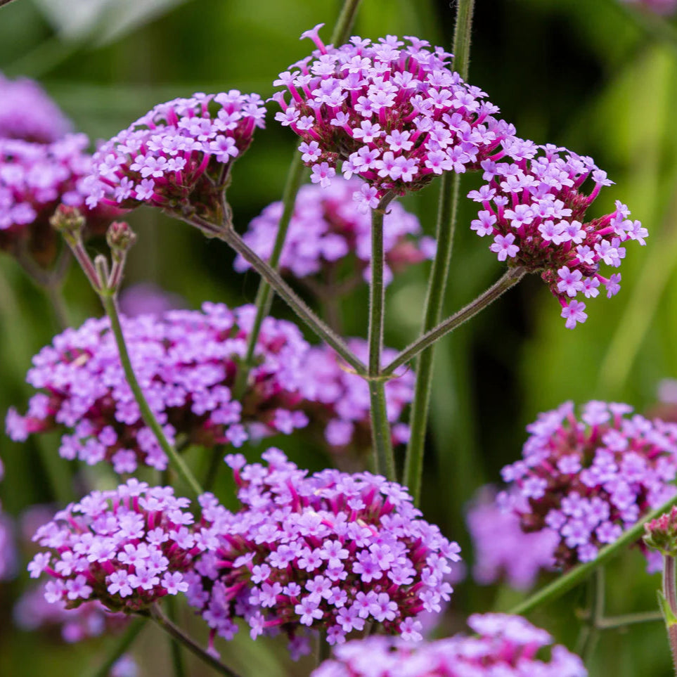Buenos Aires Verbena Flower Seeds