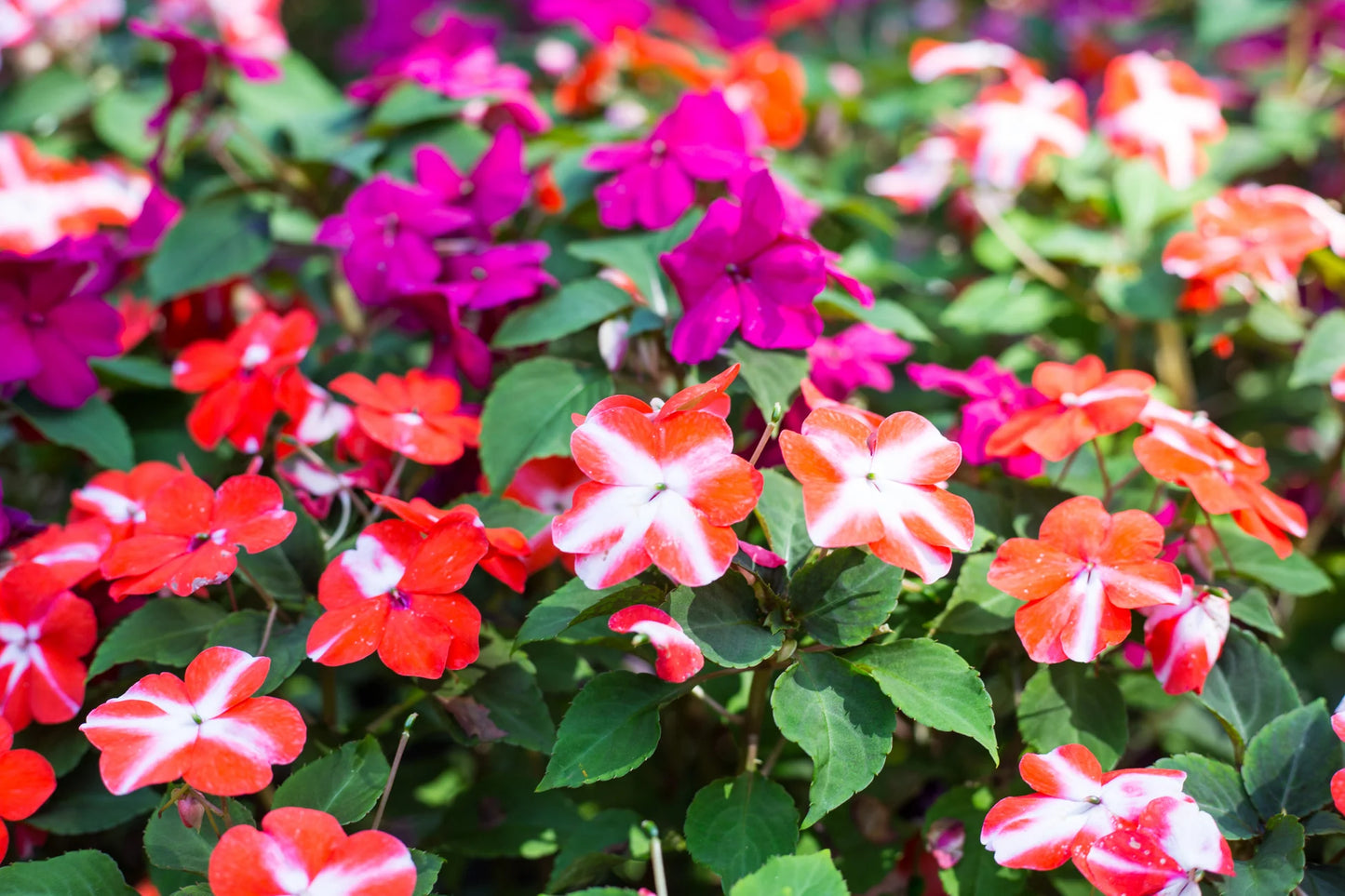 Impatiens Flower Seeds