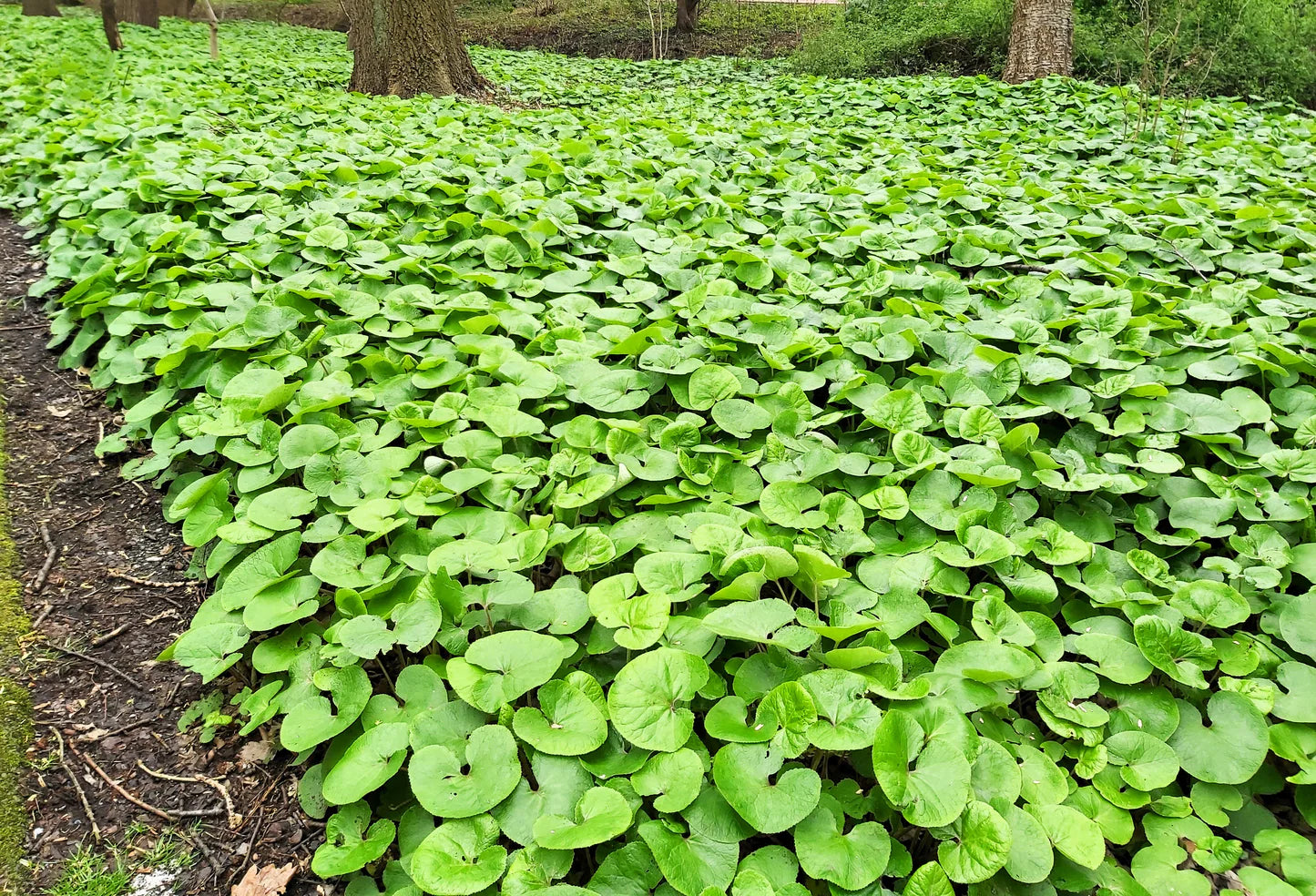 Canadian Wild Ginger Herb Seeds