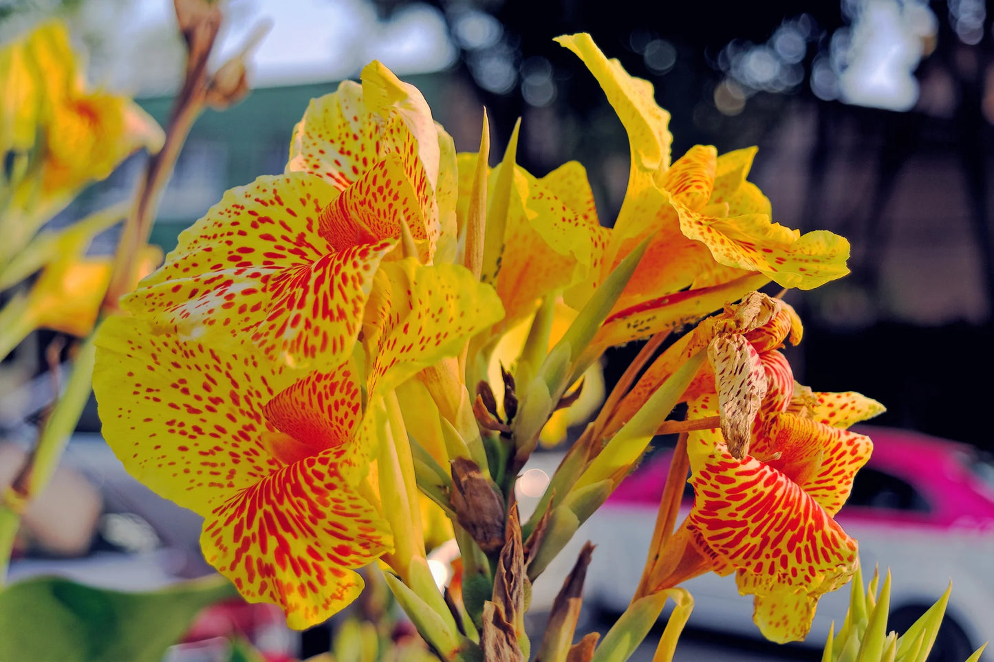 Yellow Canna Lily Flower Seeds