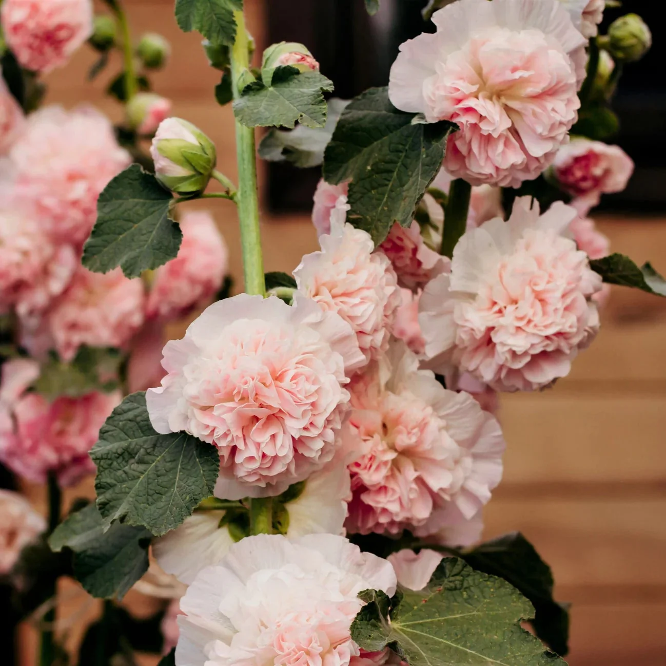 Bride's Bouquet Double Hollyhock Flower Seeds