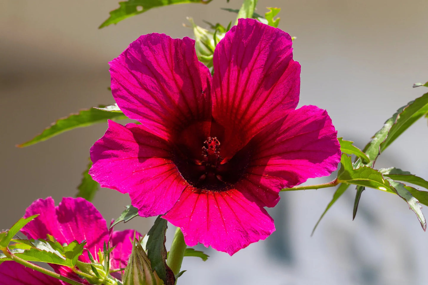 Kenaf Hibiscus Flower Seeds