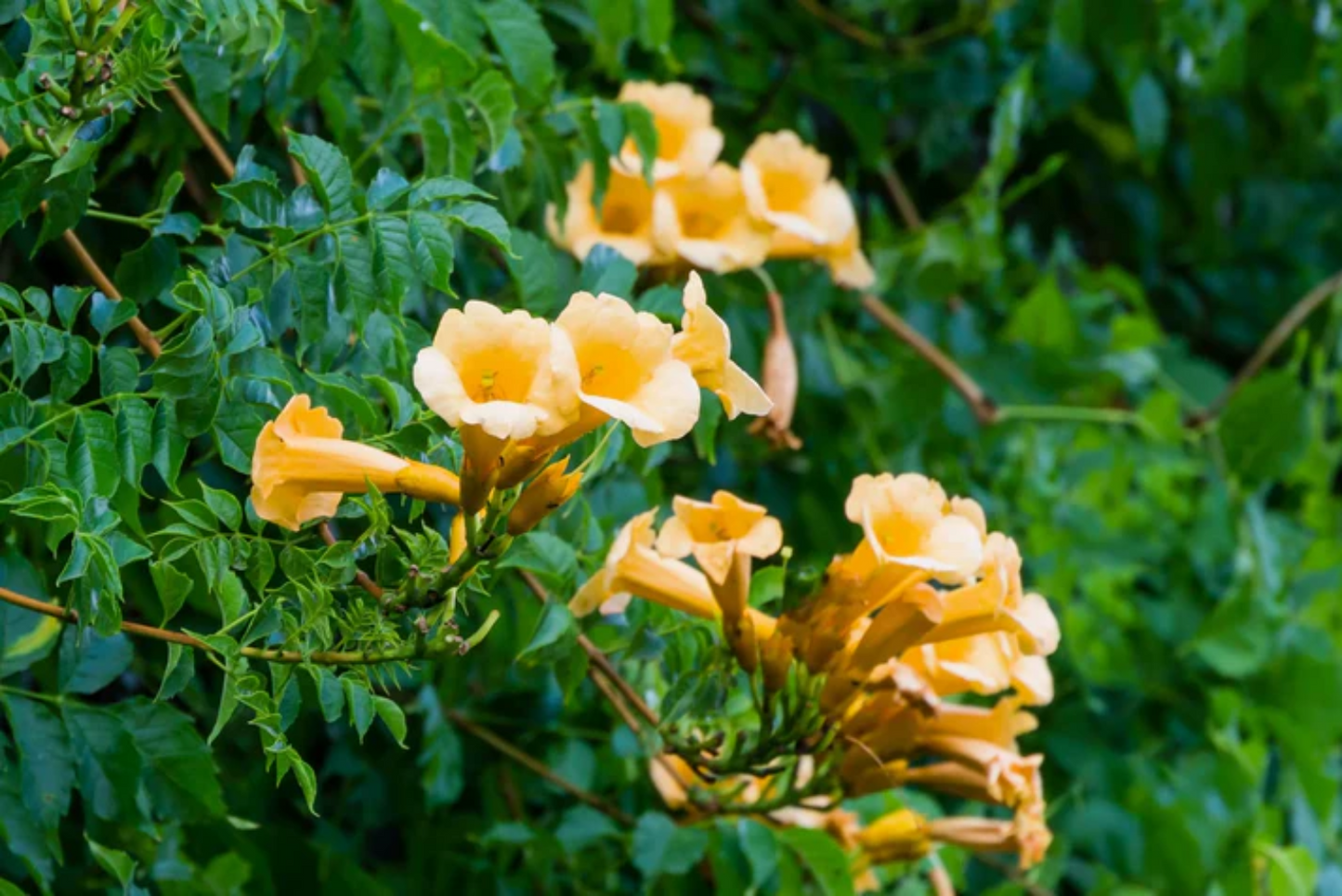 Campsis Radicans Flava Flower Seeds