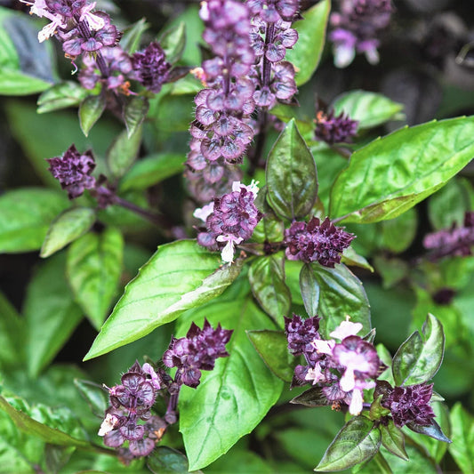 Basil (Ocimum Basilicum) Herb Seeds – Heirloom, Non-GMO, Easy to Grow