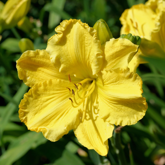 Daylily Flower Seeds for Planting – Heirloom, Non-GMO, Easy to Grow, Perennial Blooms