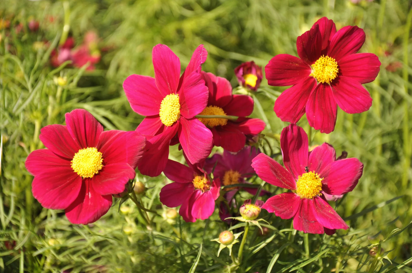 Cosmos Bipinnatus Dazzler Flower Seeds
