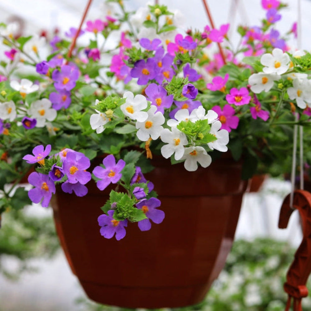 Bacopa Flower seeds for Planting - Sun Loving, Heirloom & GMO Free Seeds for Home Garden