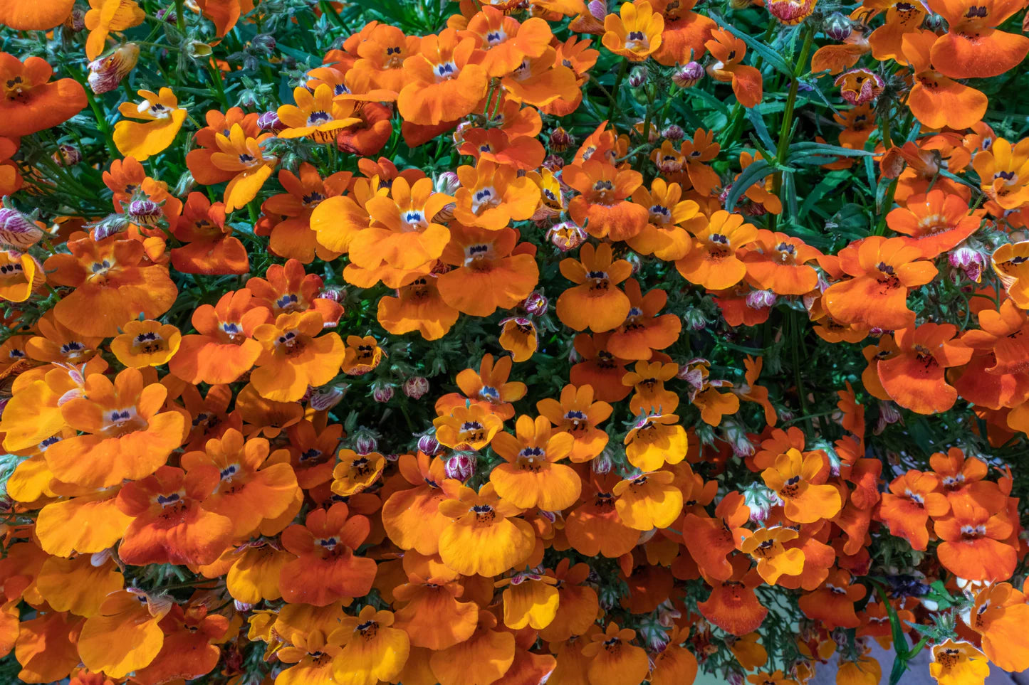 Nemesia Orange Flower Seeds