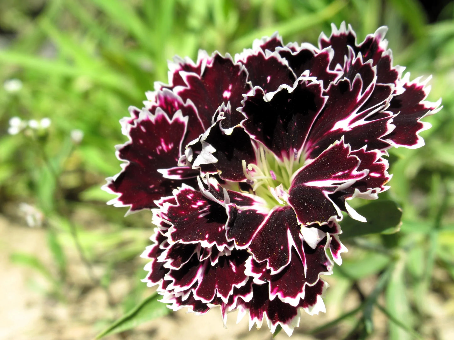 Dianthus 'Black and White Minstrels' Flower Seeds