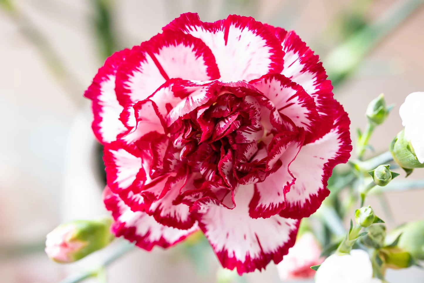 Avranchin Red & White Carnation Flowers Seeds