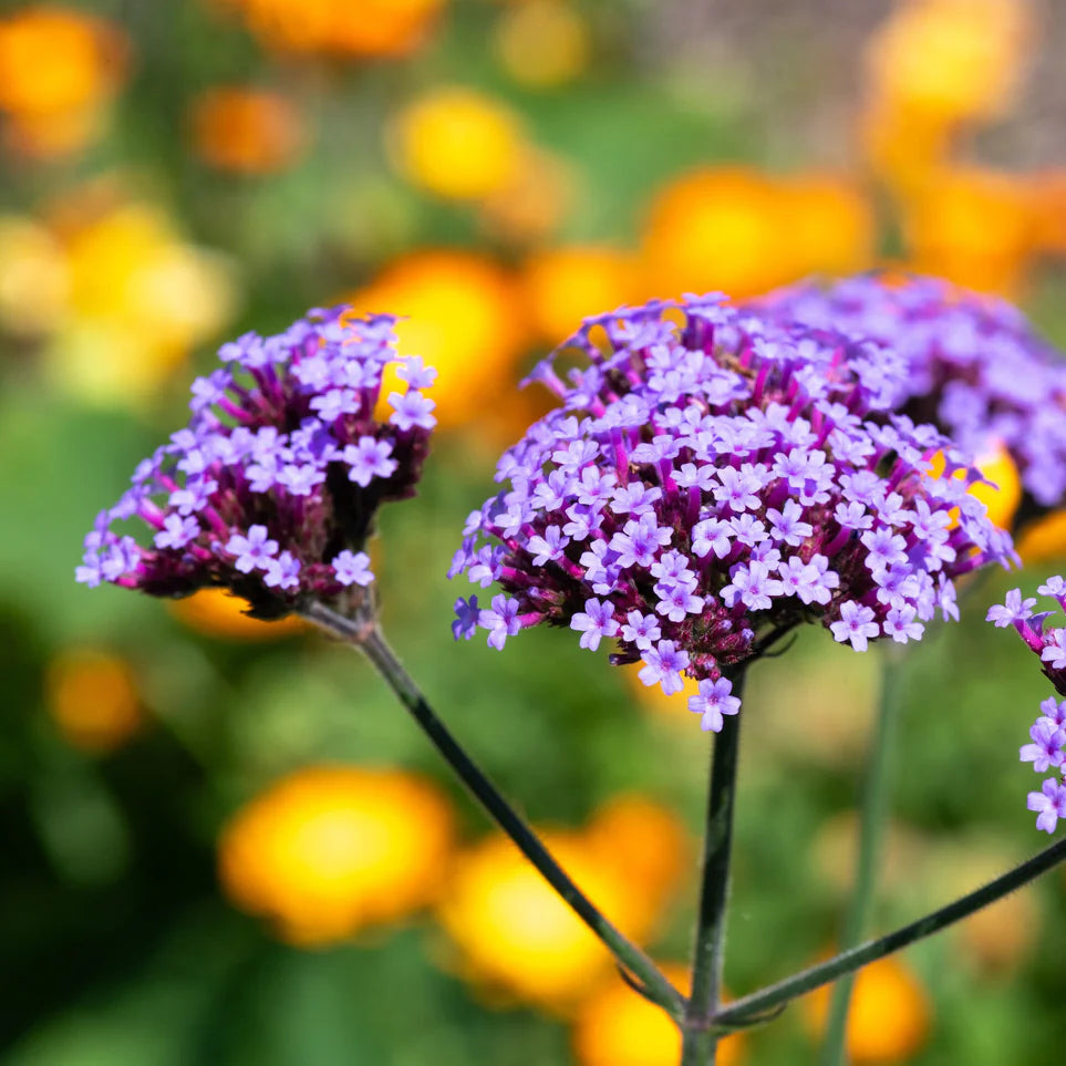 Buenos Aires Verbena Flower Seeds