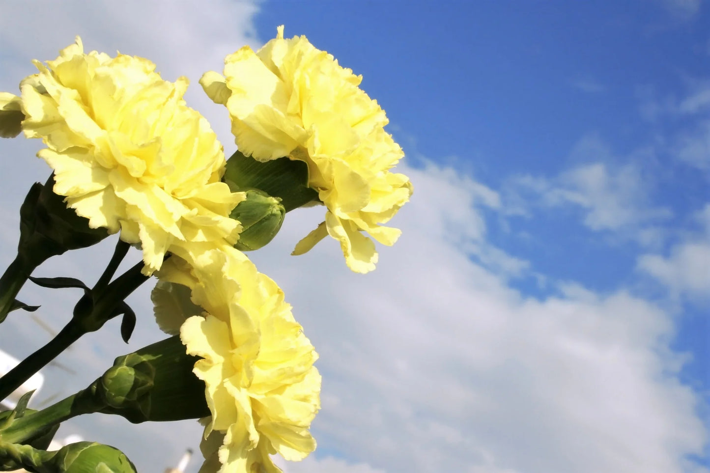 Semi di Fiore di Garofano Giallo