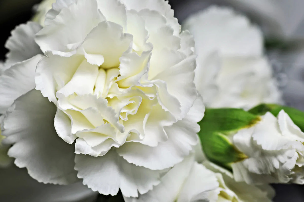 Carnation (Carnation Dianthus) seeds for planting in home garden