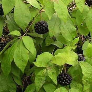 Siberian Ginseng (Eleutherococcus Senticosus / Ci Wu Jia) Herb Shrub Seeds