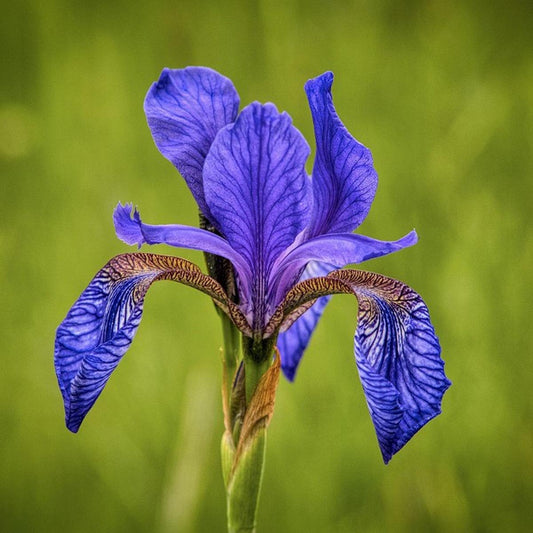 Siberian Iris Herb Seeds for Planting – Heirloom, Non-GMO, Perennial, Pollinator-Friendly