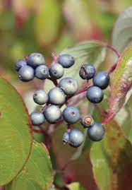 Silky Dogwood Shrub (Cornus amomum syn. Coerulea) White Flower & Silver-Blue Berry Seeds (Kinnikinnik, Red Willow)