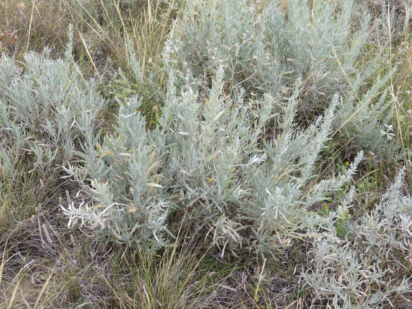 Silver Sagebrush (Artemisia cana) Dwarf Sagebrush Silver Wormwood Herb Flower Seeds