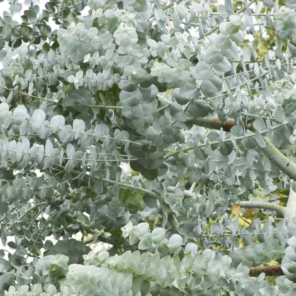 Eucalyptus Cinerea Tree Seeds