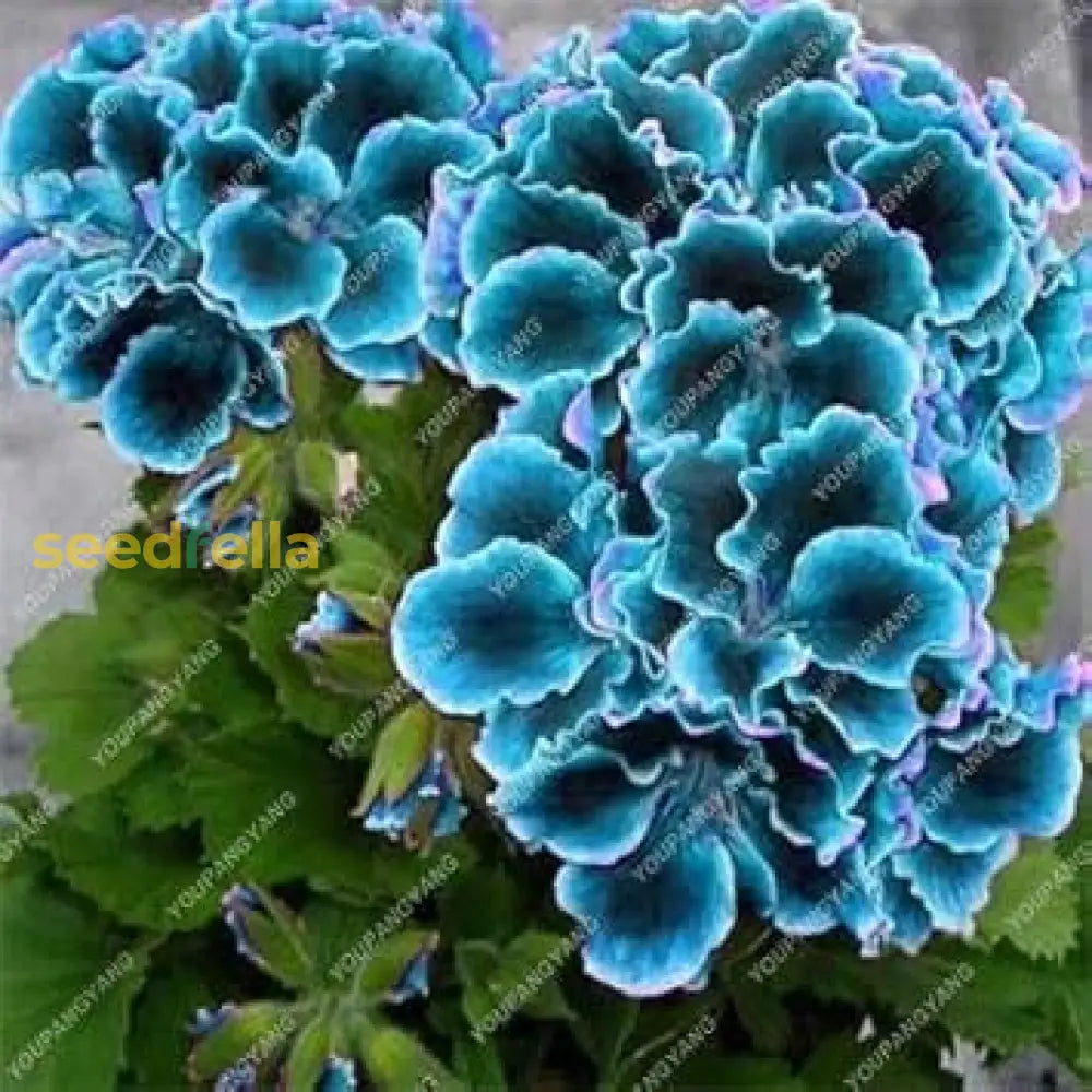 blue geranium seeds Buy Sky Blue Green Geranium Seeds for Planting – Pure Asia Seeds