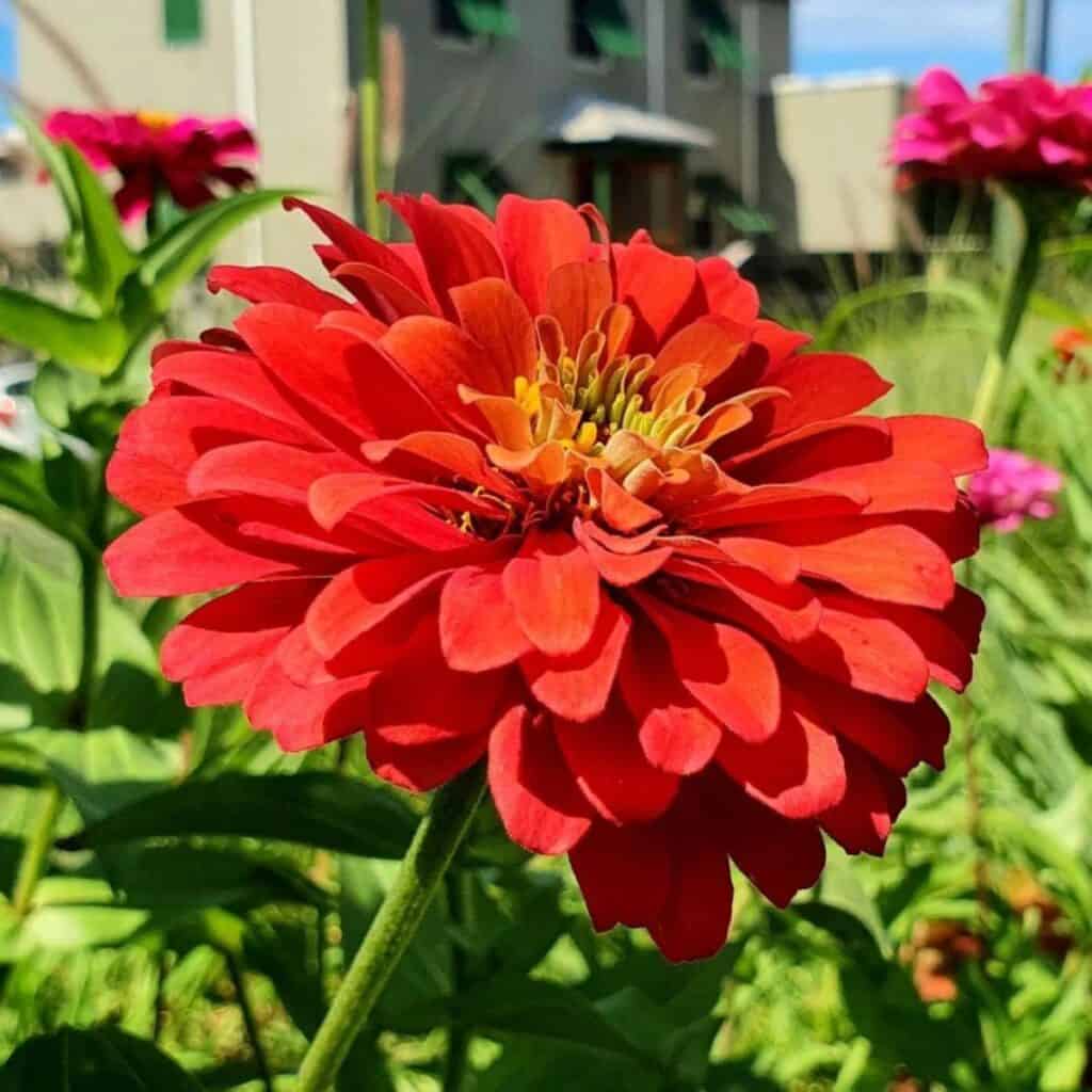 Riesenkaktus-Zinnien-Blumensamen