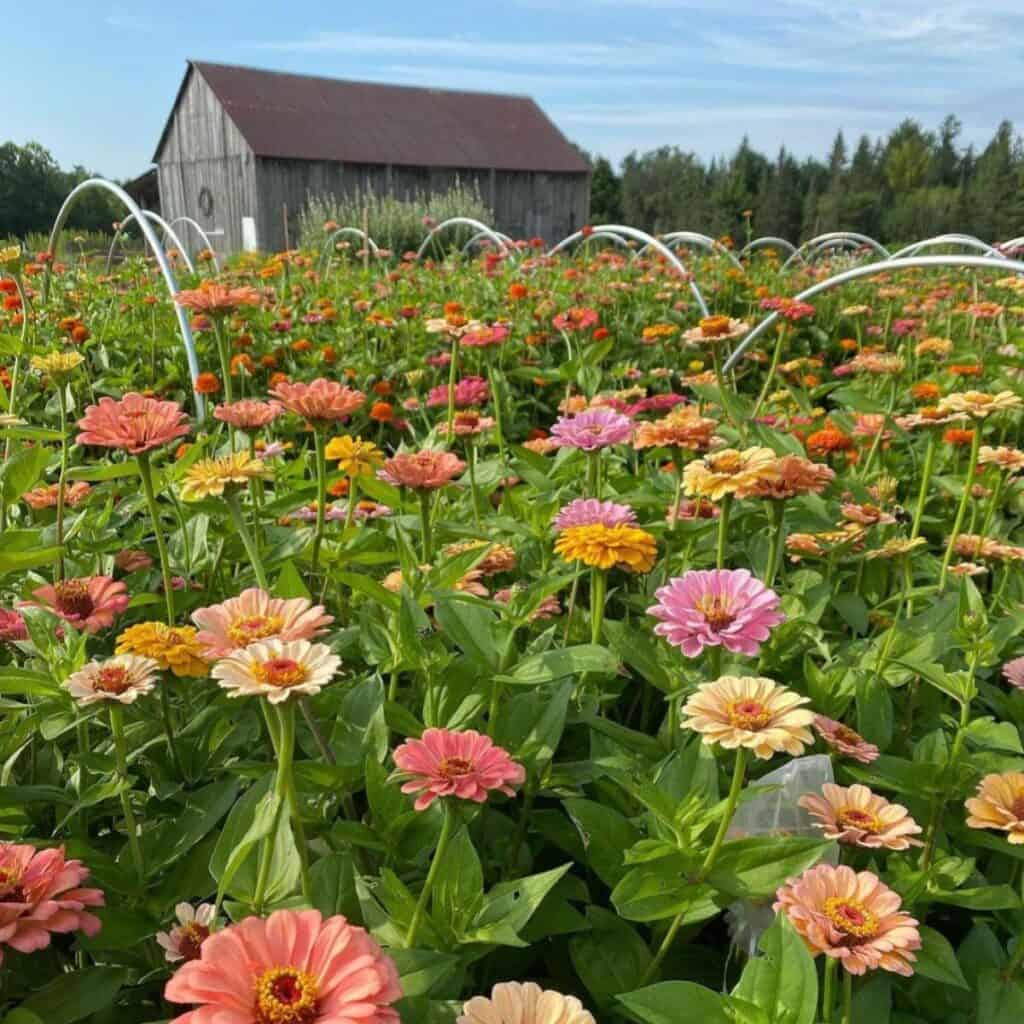 Riesenkaktus-Zinnien-Blumensamen