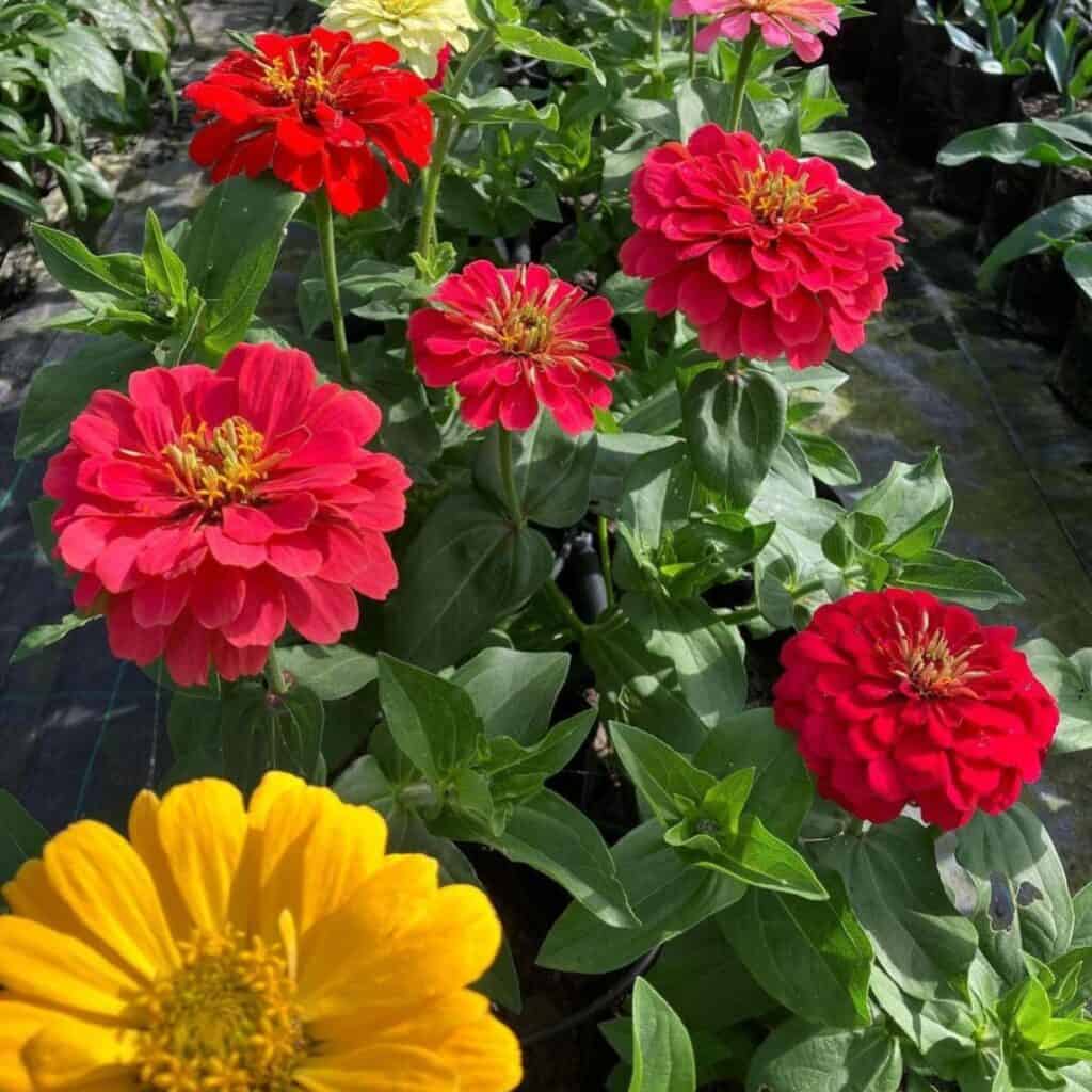 Riesenkaktus-Zinnien-Blumensamen