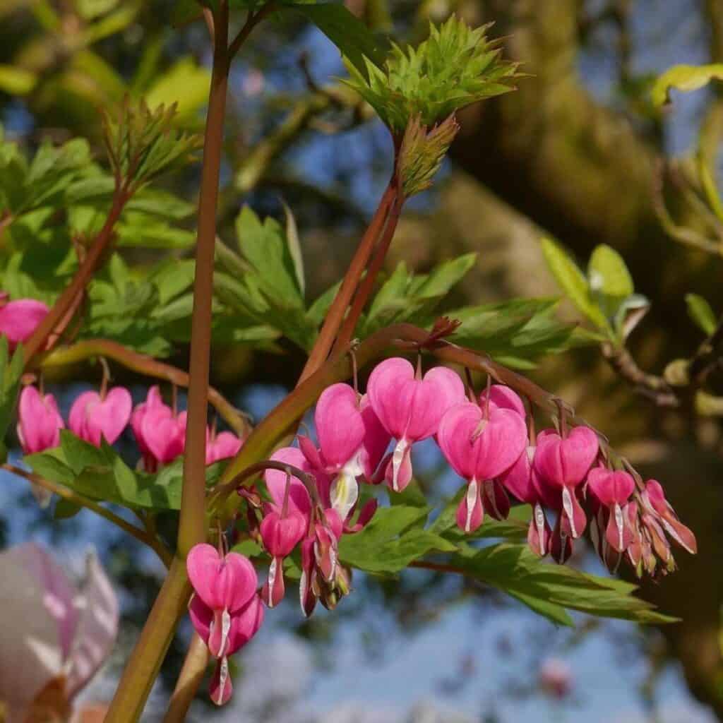 Mixed Bleeding Heart Seeds (Dicentra Spectabilis)