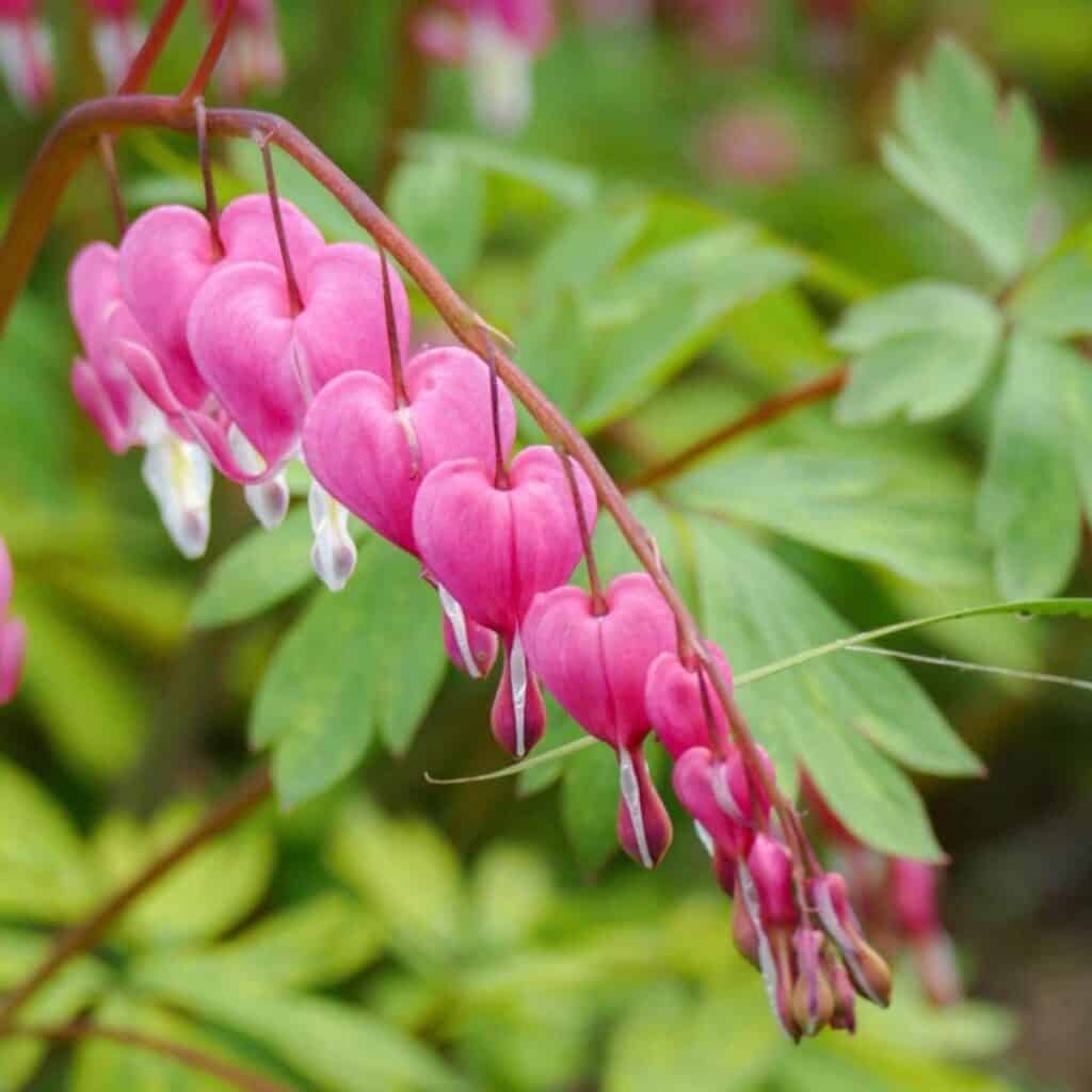 Mixed Bleeding Heart Seeds (Dicentra Spectabilis)