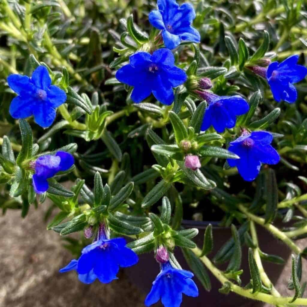 Glandora Diffusa Flower Seeds