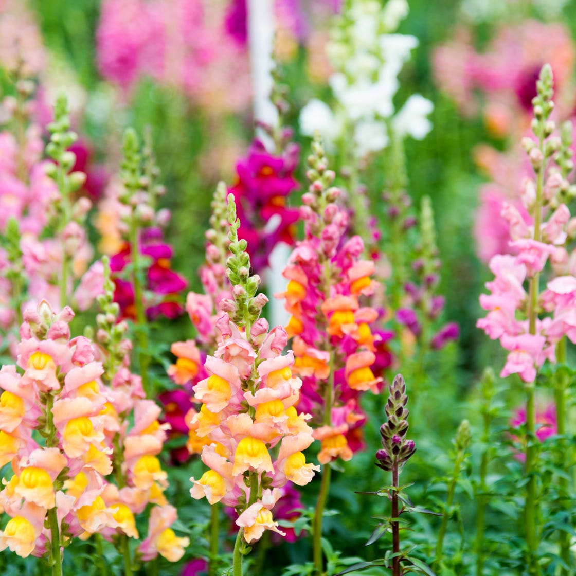 Semi di fiore Snapdragon Antirrhinum Majus