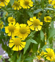 Autumn Sneezeweed (Dogtooth Daisy / Helen's Flower / Bittersweet) Helenium autumnale Flower Seeds