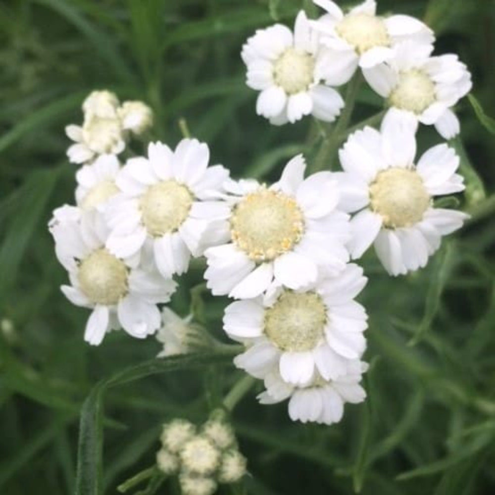 Achillea Ptarmica (Sneezewort) Seeds - Hardy Perennial with White Daisy-Like Flowers