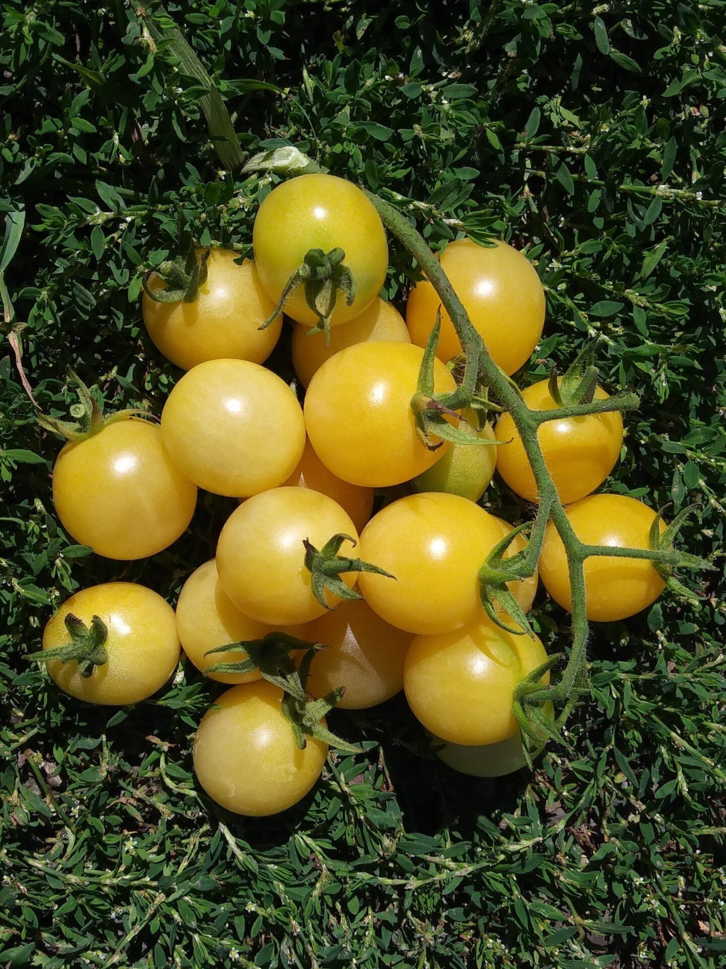 Schneewittchen-Kirschtomatensamen