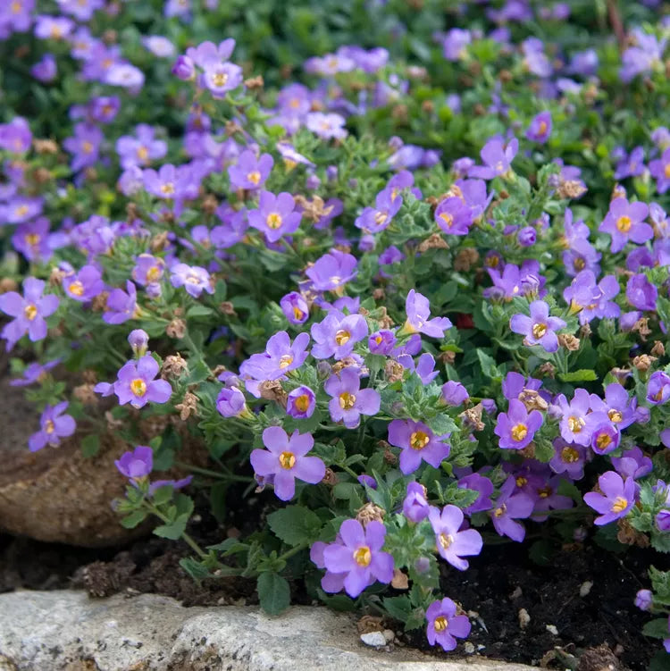 Purple Bacopa Blutopia Flower seeds for Planting - Garden Favorite, Heirloom & GMO Free Seeds for Home Garden
Sale for planting in home garden