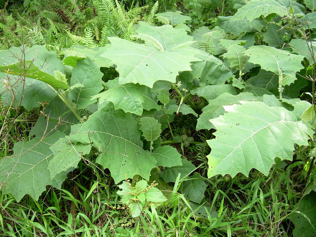 Solanum Sessiliflorum Planting Fruit Seeds