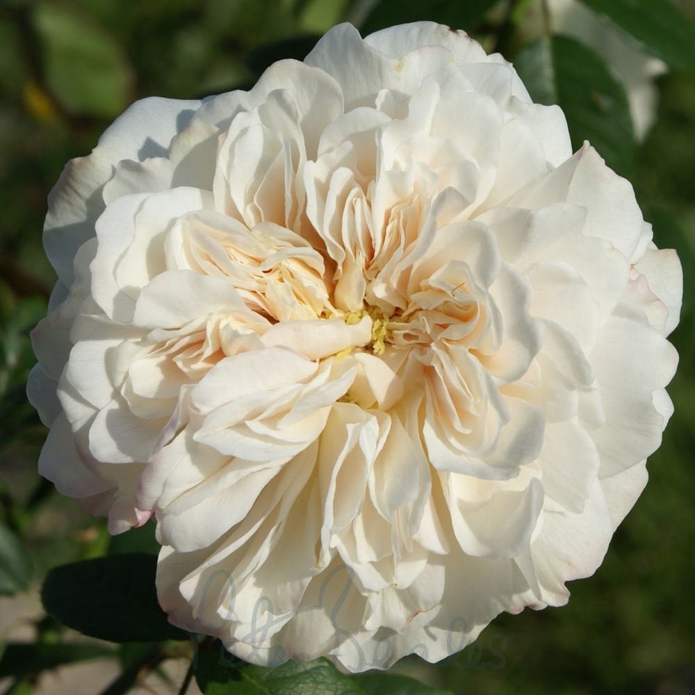 Climbing Sombreuil Rose - Elegant White Climbing Rose Bush for Your Garden