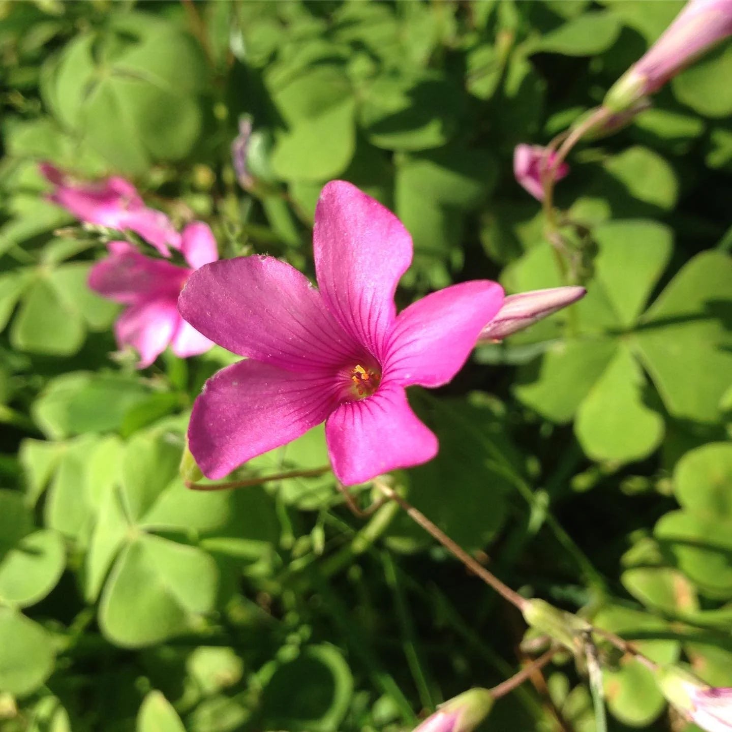 Rosa Sauerklee Blumensamen