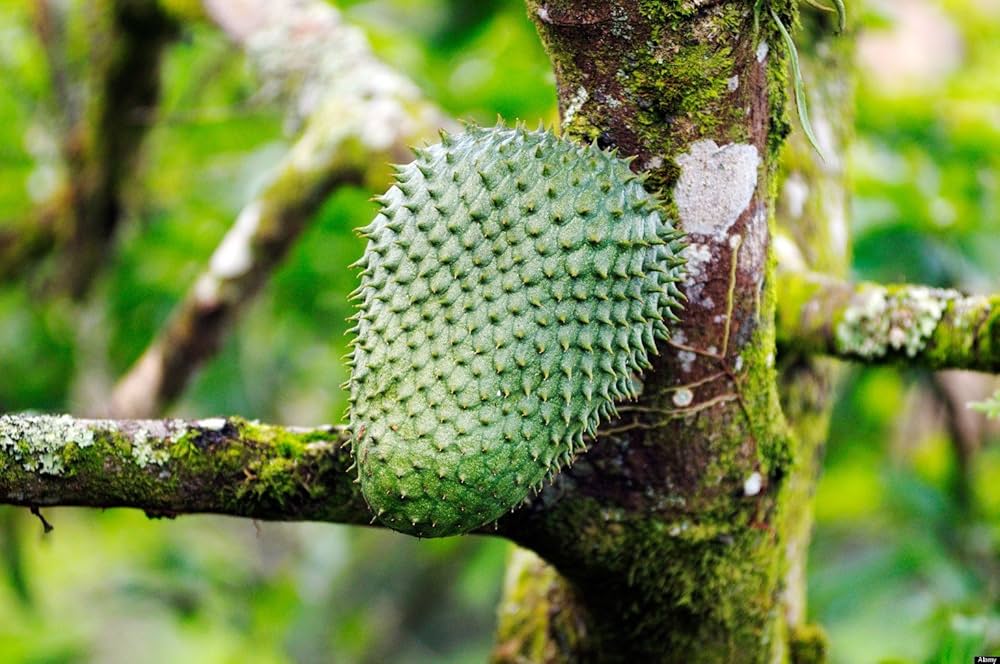Tropical Soursop Seeds For Planting Green & White Fruit Organic Garden Seeds  – Pure Asia Seeds