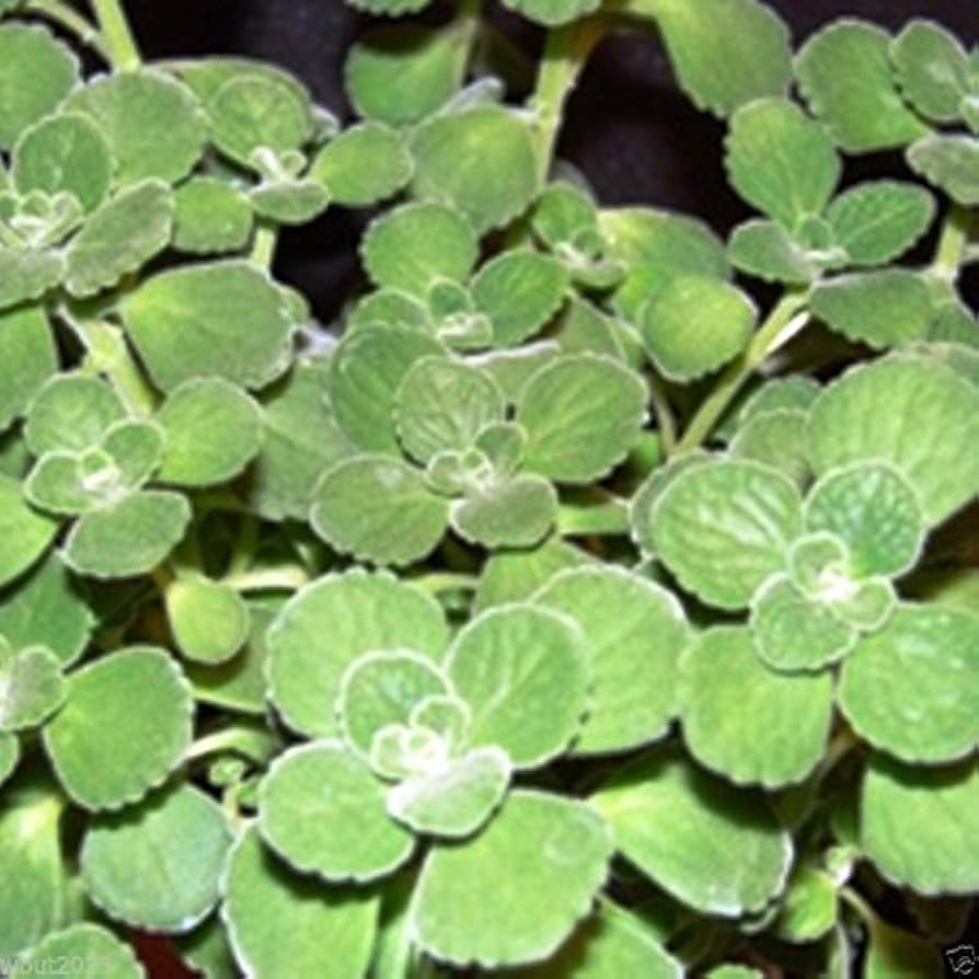 Spanish Thyme Plectranthus amboinicus Plant Seeds