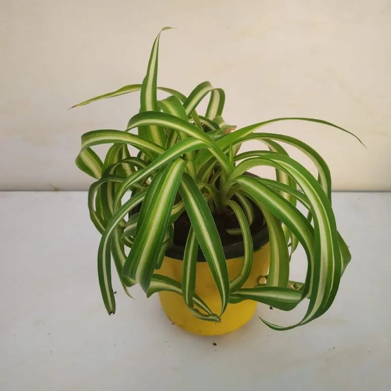 Chlorophytum Flower seeds for Planting Seasonal Bloomer Heirloom & GMO Free Seeds for Home Garden
Sale for planting in home garden