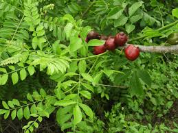 Spondias Purpurea Fruit Seeds - Grow Tangy Flavors with Easy Planting