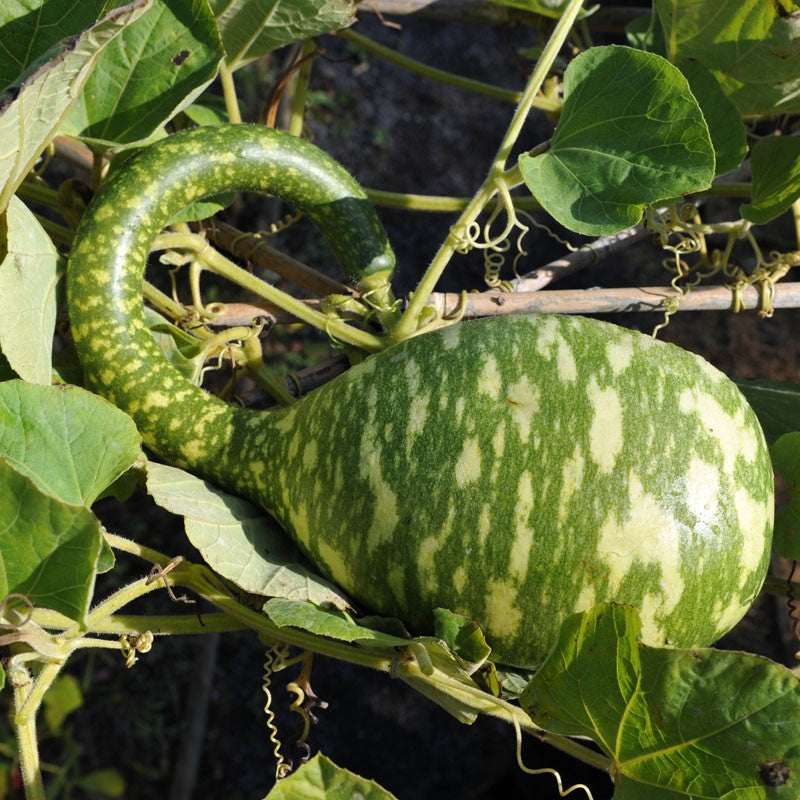 まだらの白鳥ひょうたん野菜の種