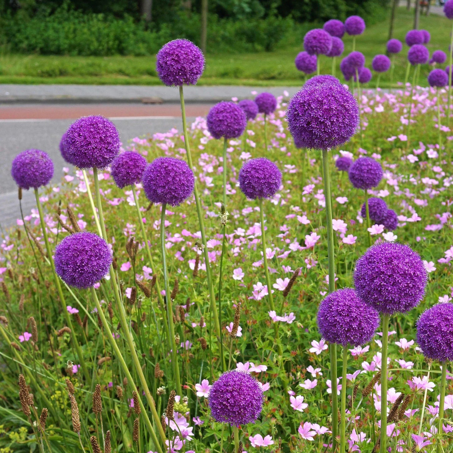 Allium Giganteum Flower Seeds for Planting – Heirloom, Non-GMO, Pollinator-Friendly, Perennial
