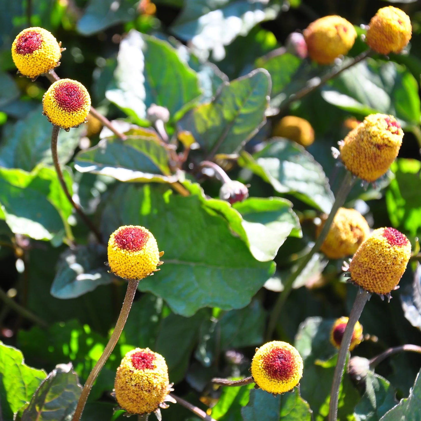 Toothache Herb Seeds